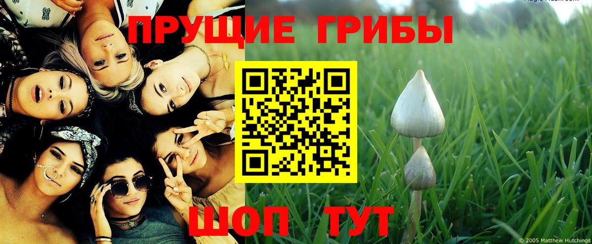 Выборг  Галлюциногенные грибы прущие грибы  Вход с VPN 