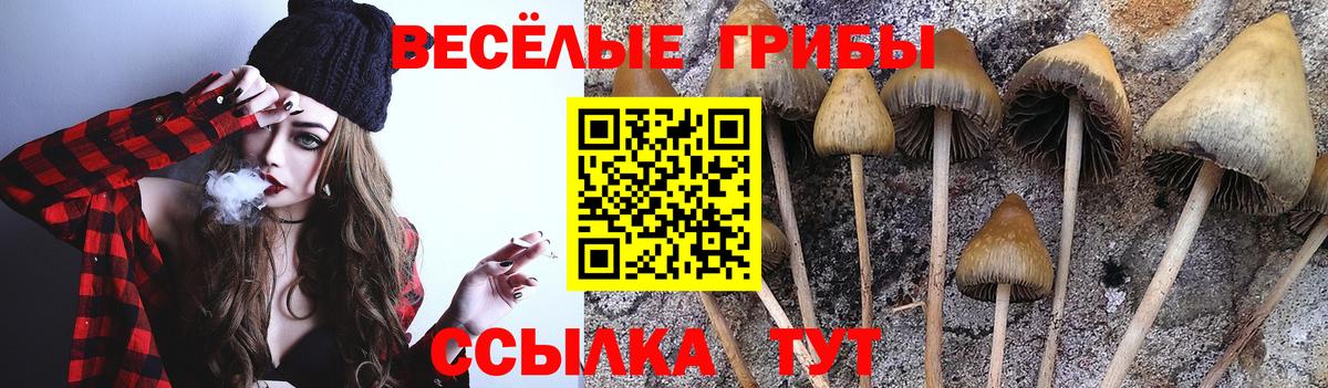 Галлюциногенные грибы Psilocybe Выборг